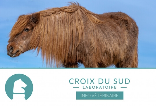 A partir de quel âge un cheval est-il vieux ?