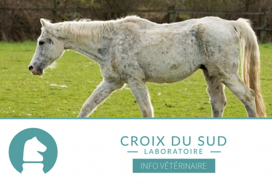 Importance du rôle du vétérinaire dans la décision d’euthanasie du vieux cheval et responsabilité face au deuil