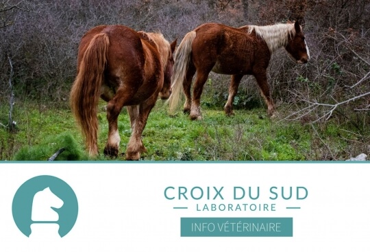 Cheval âgé et diminution de la diversité microbienne fécale