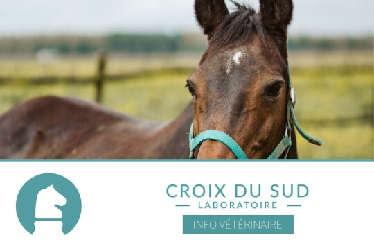 L'état pro-inflammatoire chez les chevaux âgés pourrait ne pas seulement être un signe de vieillissement normal, mais aussi un facteur contribuant à des maladies comme le syndrome de Cushing (PPID)