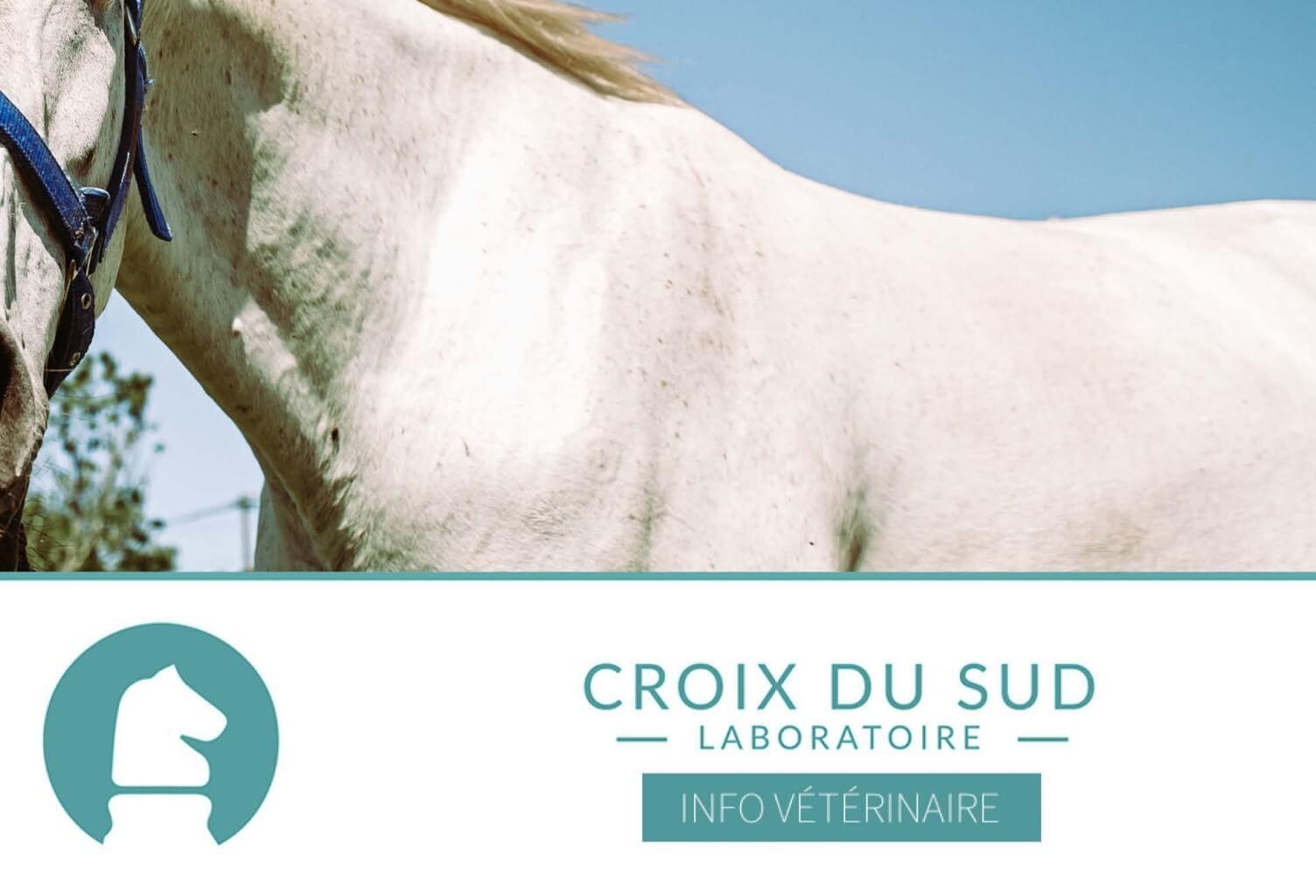 [Publication scientifique] La note d’état corporel des chevaux âgés est-elle vraiment inférieure à celle des chevaux plus jeunes ?