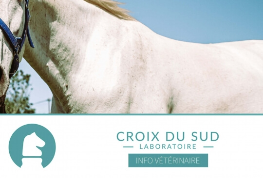 [Publication scientifique] La note d’état corporel des chevaux âgés est-elle vraiment inférieure à celle des chevaux plus jeunes ?