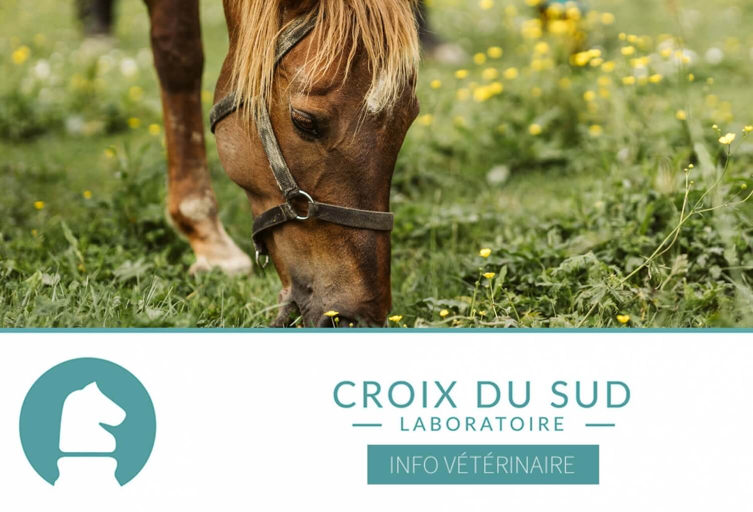 [Publication scientifique] Âge et immunité du cheval adulte ou âgé
