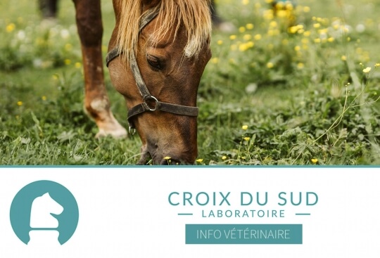 [Publication scientifique] Âge et immunité du cheval adulte ou âgé