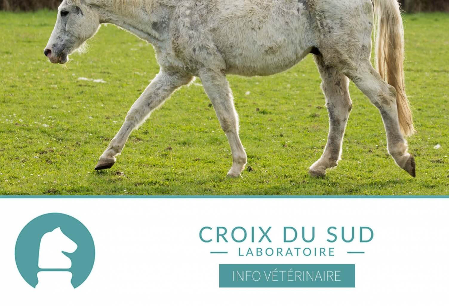 [Publication scientifique] Causes de décès chez le cheval âgé, étude de 900 cas