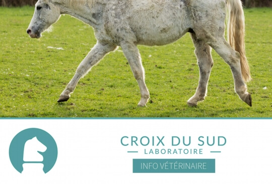 [Publication scientifique] Causes de décès chez le cheval âgé, étude de 900 cas