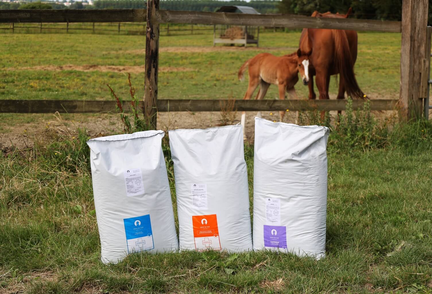 Le microbiote du gros intestin : des microorganismes essentiels pour nutrition et la santé des chevaux