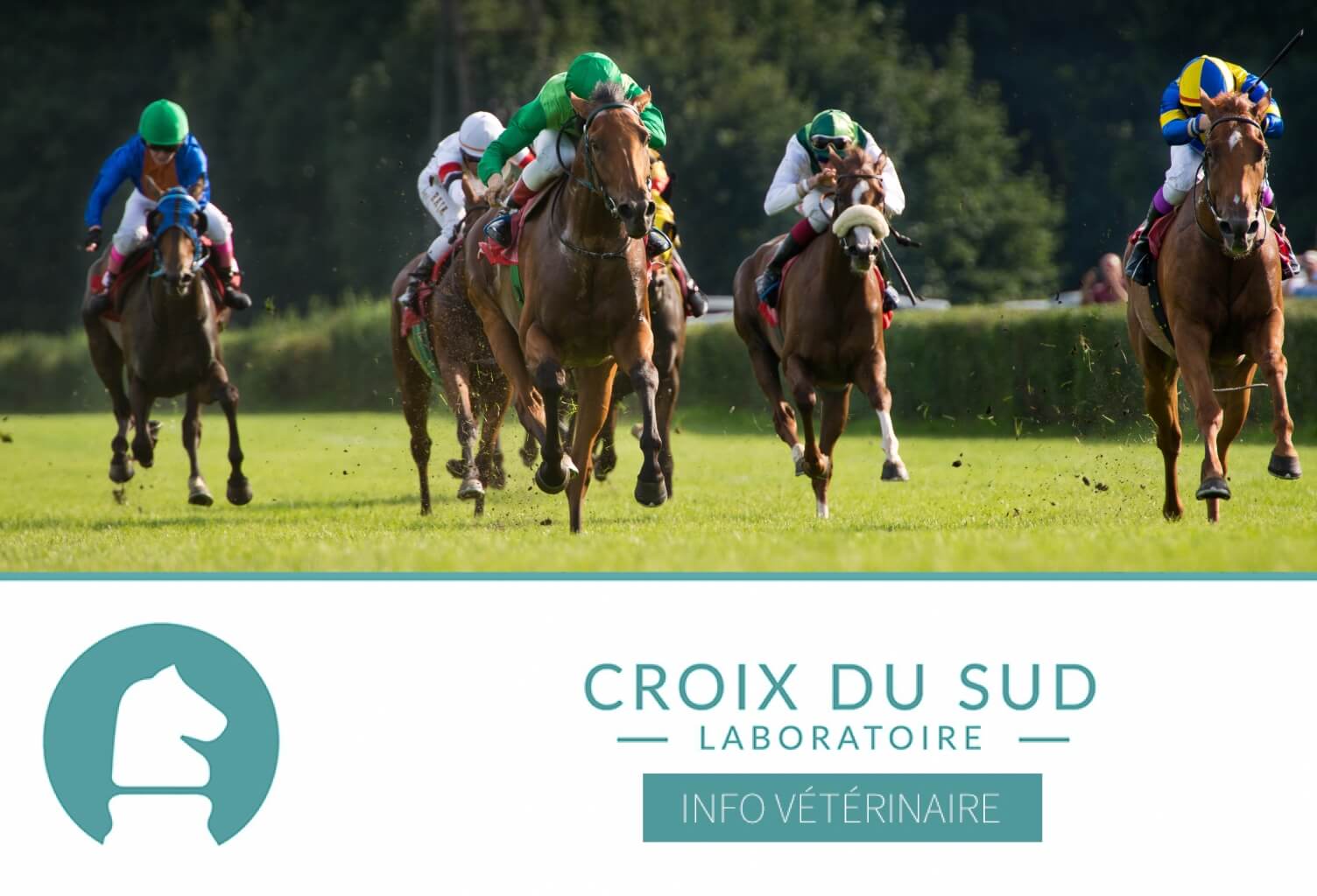 [Publication scientifique] Effets de l’exercices sur les ulcères gastriques sur des chevaux pur-sang mis à l’entraînement