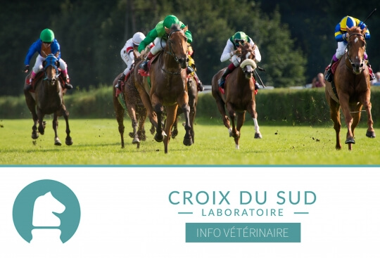 [Publication scientifique] Effets de l’exercices sur les ulcères gastriques sur des chevaux pur-sang mis à l’entraînement