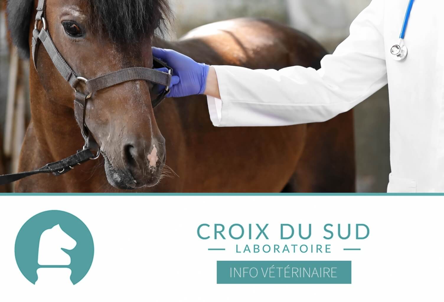 [Publication scientifique] Les ulcères gastriques chez les chevaux hospitalisés, notamment pour coliques, présence et évolutions, une étude sur 169 chevaux