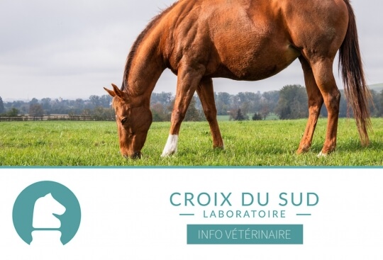 [Publication scientifique] PPID (cushing), Fourbure et Nutrition Équine - Avancées et Implications Pratiques