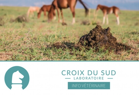 [Publication scientifique] Gestion Parasitaire et Réponse Immunitaire chez le Cheval Âgé