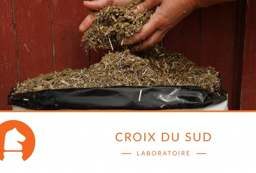 Stratégies de prise en charge des ulcères gastriques chez le cheval : du diagnostic aux solutions nutritionnelles adaptées