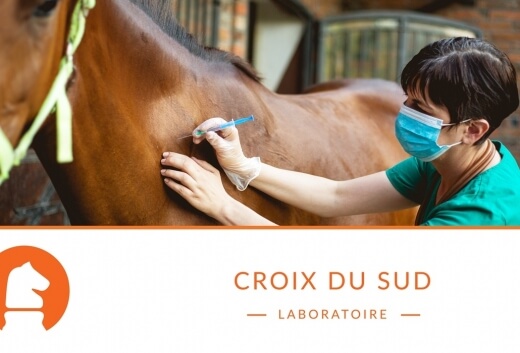 Cheval sujet aux ulcères : Attention aux anti-inflammatoires