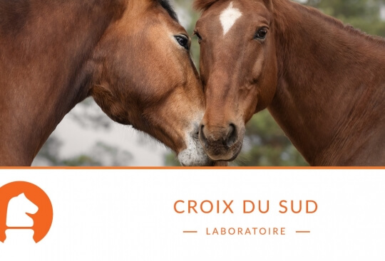 Qu’est-ce que la laminite ou la fourbure et quels en sont les facteurs déclenchants ?