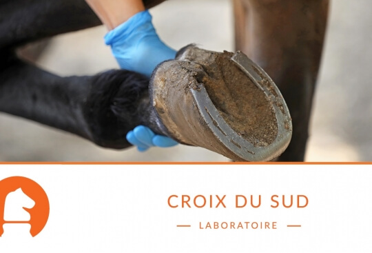 Quels sont les signes ou symptômes de la fourbure et existe-t-il différents stades ?