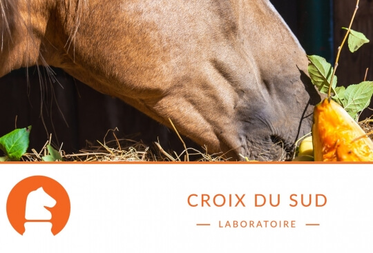 Comment s’occuper d’un cheval atteint de laminite ou de fourbure : l’importance de la nutrition