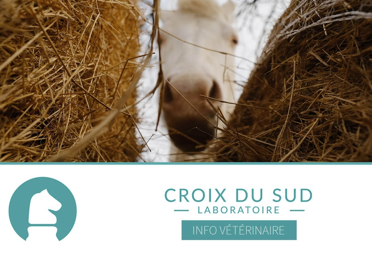 Recherche en nutrition équine : De nouvelles équations pour prédire la consommation volontaire de fourrage