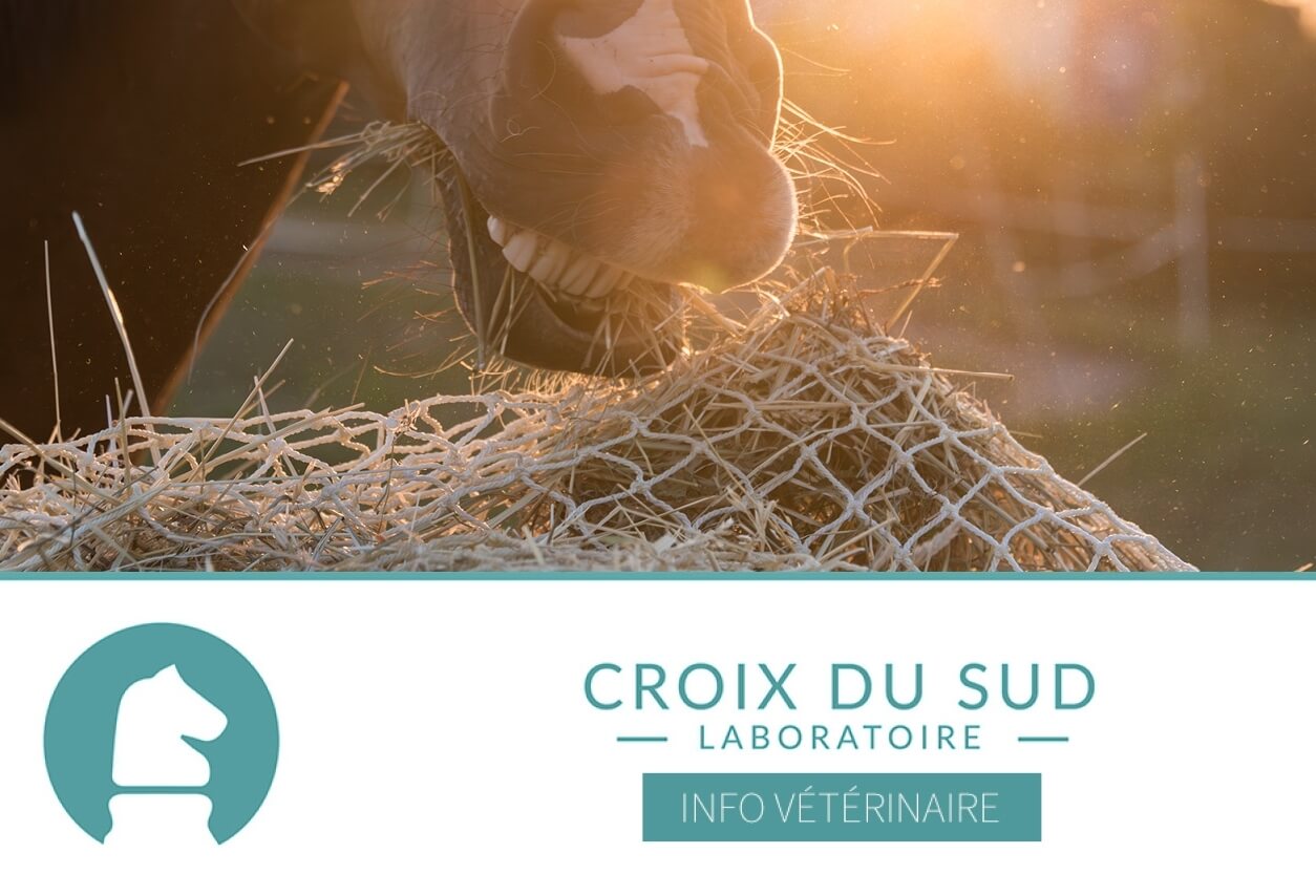 L'impact des méthodes d'alimentation lentes (Slow Feeding) sur la durée de prise alimentaire et le bien-être équin