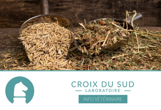 L'impératif contrôle qualité des céréales du commerce