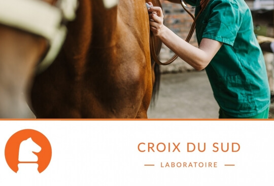 Comment minimiser le risque de colique chez le cheval : environnement, exercice et stress