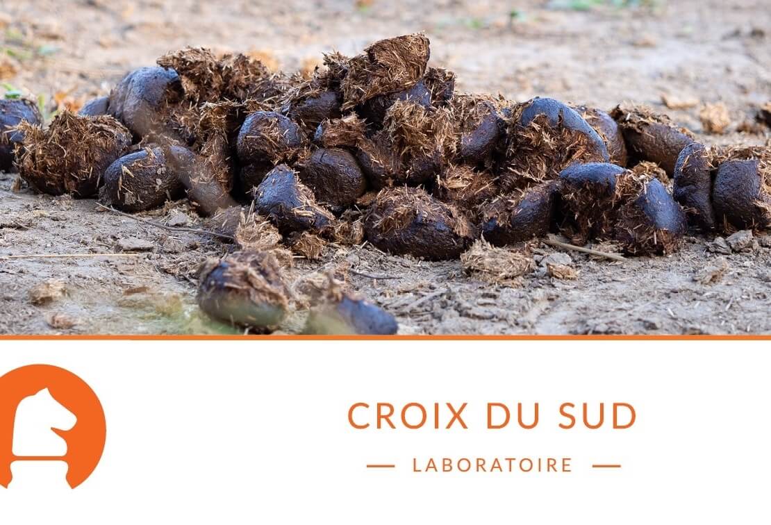 Comment interpréter le crottin de votre cheval pour évaluer sa santé digestive