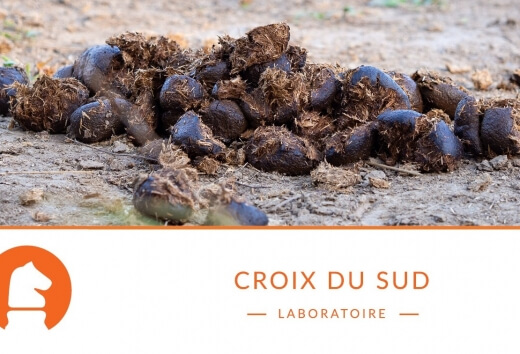 Comment interpréter le crottin de votre cheval pour évaluer sa santé digestive