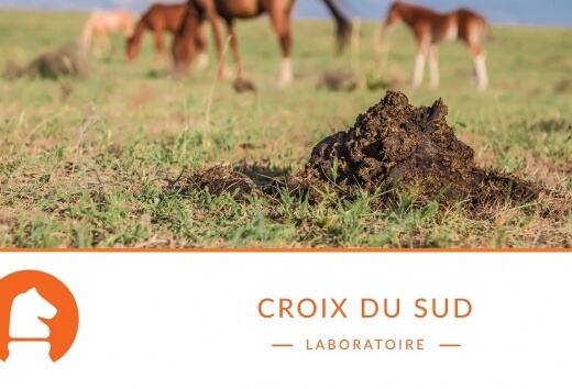 Crottins et alimentation : ce que les crottins révèlent de la nutrition de votre cheval