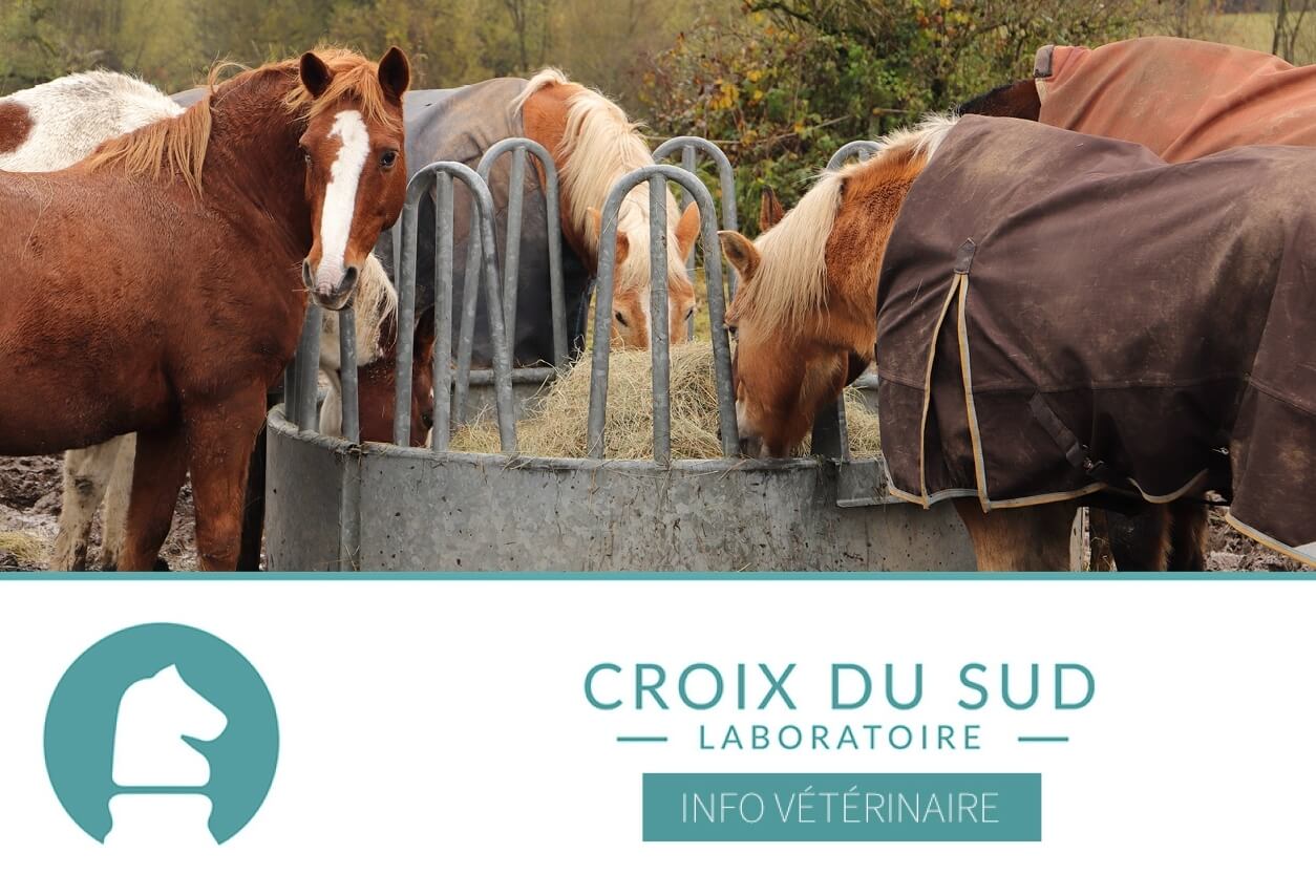 [Publication scientifique] Impact d’une nutrition riche en fibres ou en amidon sur le microbiote du cheval