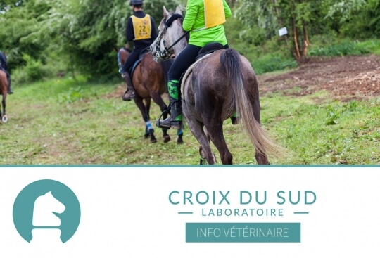 [Publication scientifique] Réponses hématologiques dynamiques chez le cheval d'endurance : nouveaux marqueurs de stress et de récupération (2024)