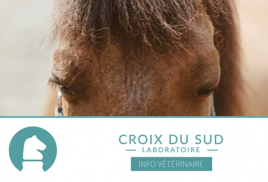 [Publication scientifique] Diagnostic de la dysrégulation insulinique équine : comparaison entre un test aux granulés glycémiques (GPC) et un test au sucre oral (OST) (Étude 2024)