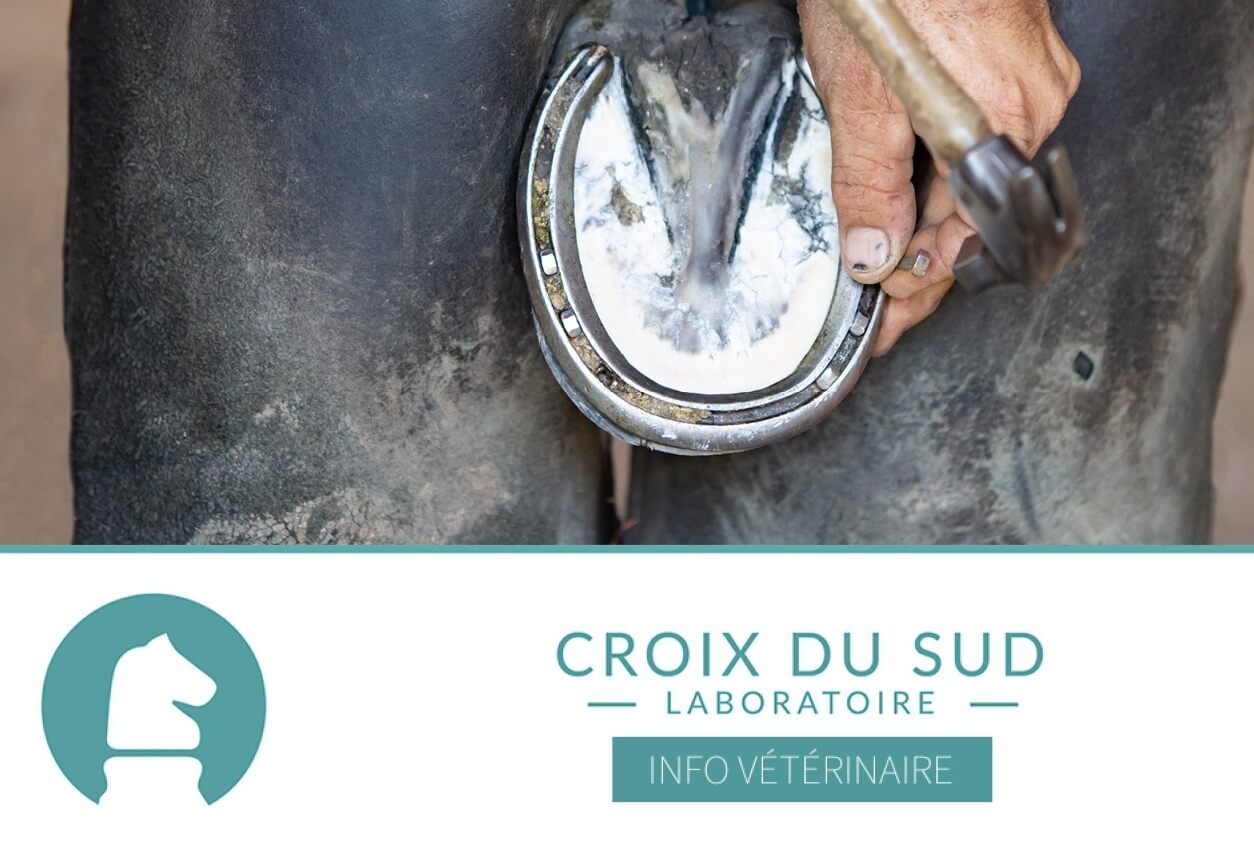 [Publication scientifique] L’influence de différents fers à cheval et types de sols sur l’orientation du sabot à mi-appui lors de la marche