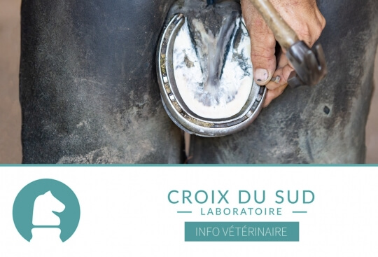 [Publication scientifique] L’influence de différents fers à cheval et types de sols sur l’orientation du sabot à mi-appui lors de la marche