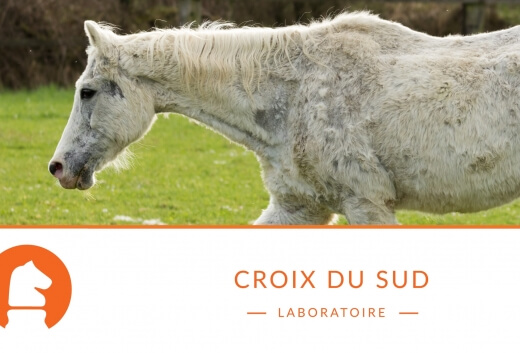 Pourquoi un cheval perd-il du poids ? Comprendre les causes avant d’agir