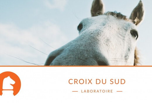 Comment faire prendre du poids à un cheval en toute sécurité ? Stratégie nutritionnelle structurée