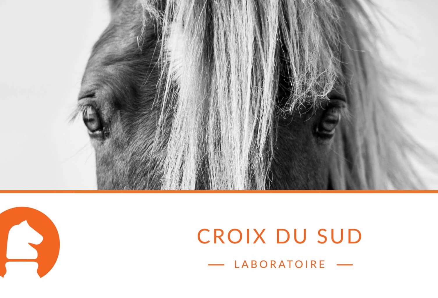 Cheval senior et perte d’état : quelles adaptations alimentaires spécifiques ?