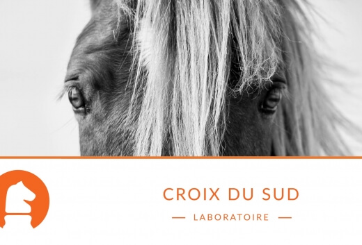 Cheval senior et perte d’état : quelles adaptations alimentaires spécifiques ?