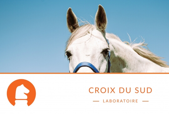 La contagion émotionnelle chez le cheval